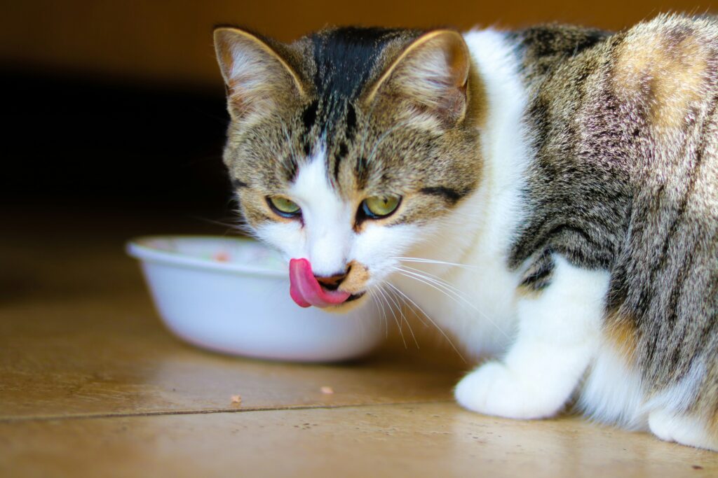 Healthy Pet Cat Food: A Comprehensive Guide