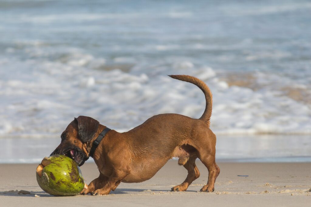 5 Yummy Summer Foods for Dogs