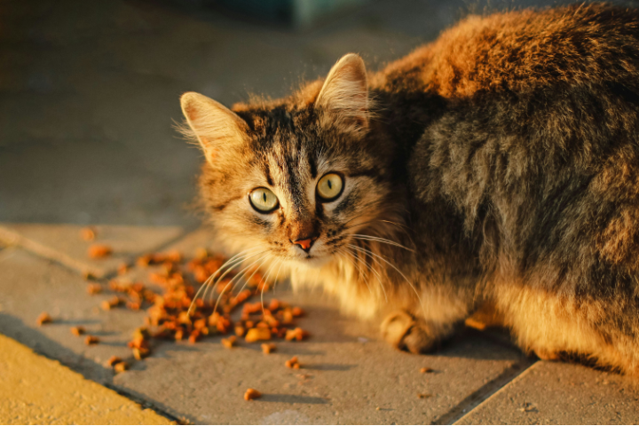 Fresh Pet Cat Food Review A Nutritional Revolution