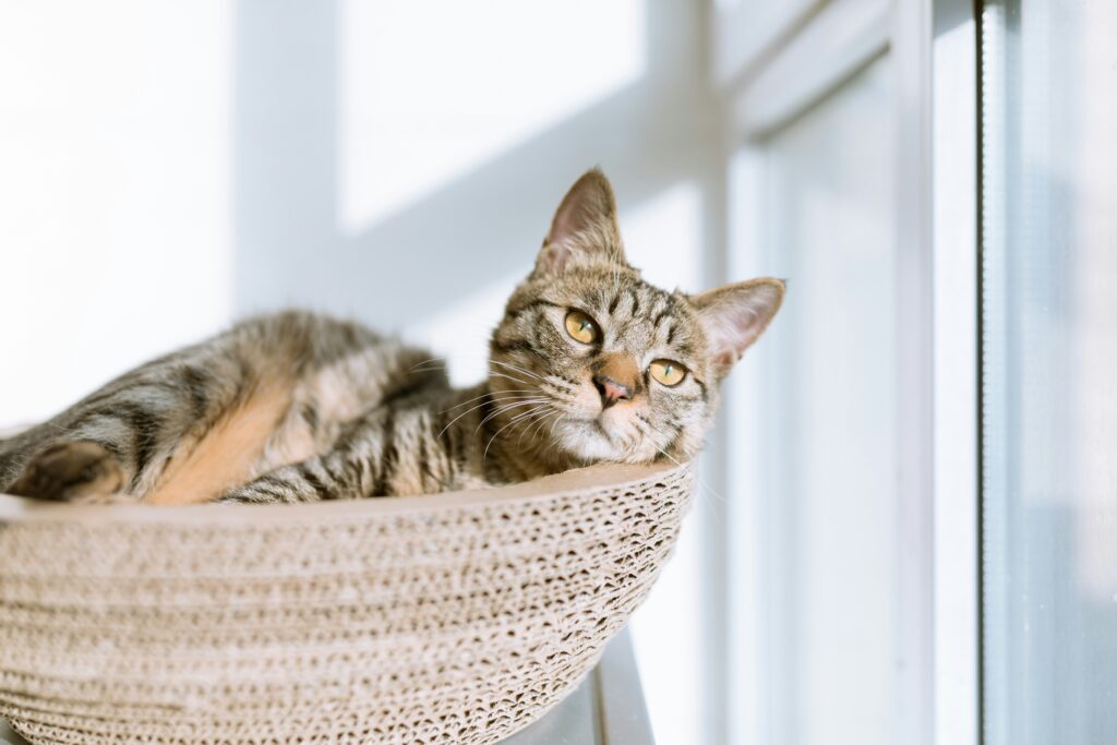 Nourishing Your Pet's Well-being with Royal Canin